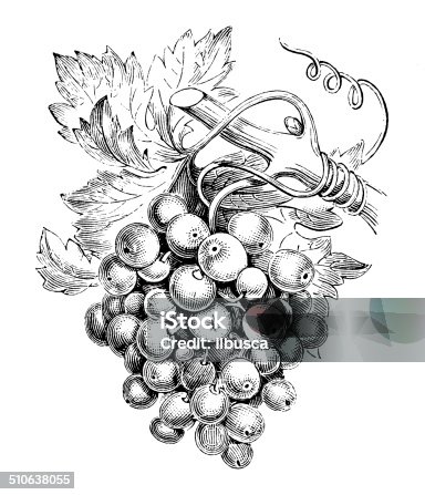 istock Antique illustration of vine (Vitis vinifera) 510638055