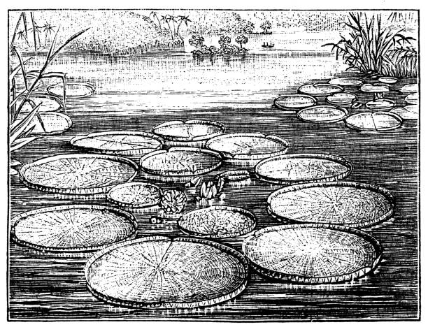 Antique illustration of Victoria amazonica Antique illustration of Victoria amazonica victoria argentina stock illustrations