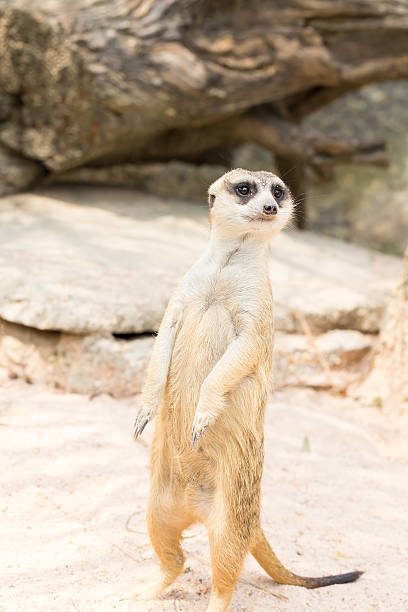 istock Meerkat standing on the sand 510638160