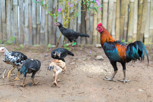 Cock and hens around the habitat of villager in countryside of Thailand