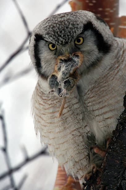 istock Northern Hawk Owl  (Surnia ulula), Kamchatka, Russia 510638679