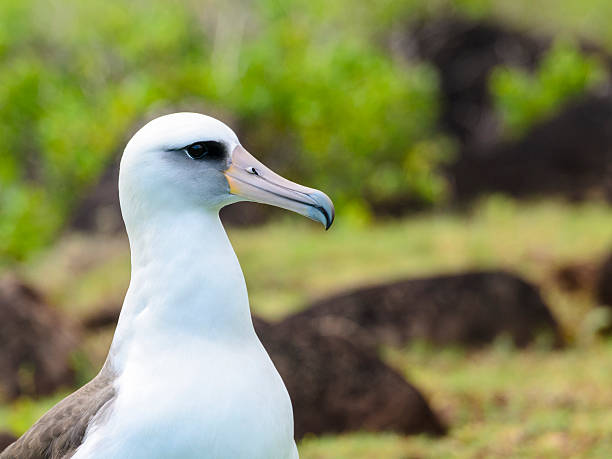 Laysan Albatross Profile A Laysan Albatross in profile, Kauai, Hawaii albatross stock pictures, royalty-free photos & images