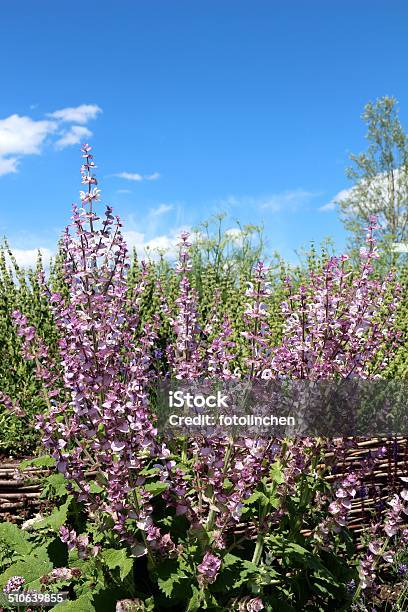 Sandpipersalvia Sclareamuskateller Stockfoto und mehr Bilder von Blau - Blau, Flieder - Strauch, Fotografie