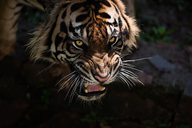 Roaring Sumatran Tiger in the Morning Light. stock photo