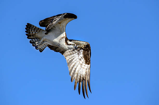 istock Osprey in Flight - Sea Hawk - Sea Eagle 510640096