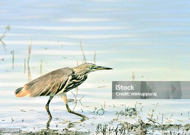 Indian Pond Heron Or Paddy Bird Stock Photo - Download Image Now - Asia, Backwater, Beak