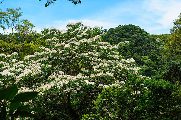 blossom of Tungoil tree under the blue sky in May