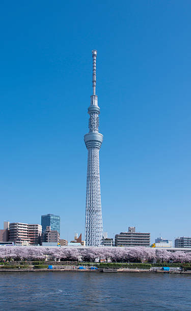 obraz tokyo skytree i kwiat wiśni. - sky tree zdjęcia i obrazy z banku zdjęć