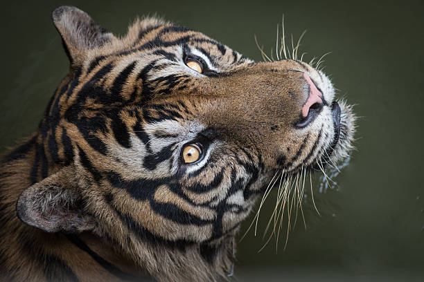 Incredible Looks of Sumatran Tiger stock photo