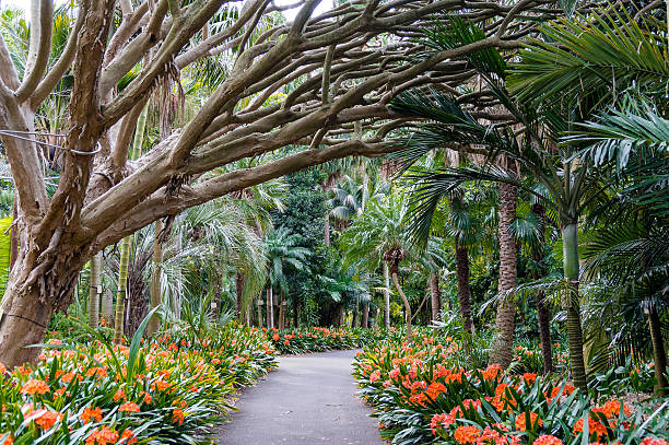 Botanic gardens alley Botanic garden alley, walkway. Sydney Royal Botanic Gardens alley with tree and orange flowers botanical garden photos stock pictures, royalty-free photos & images