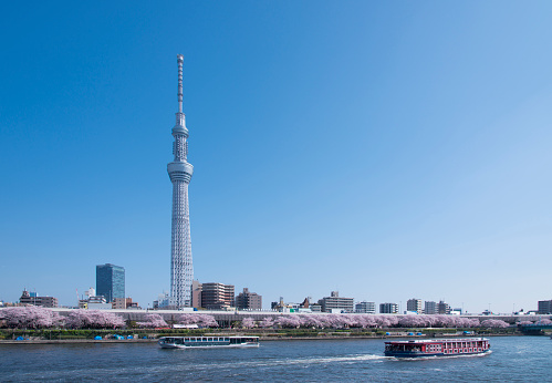 This is the Sky Tree and cherry trees along the Sumida River in Tokyo.