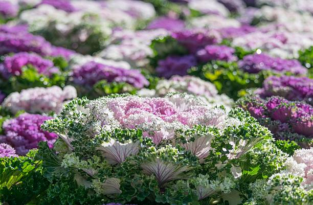 istock Brassica Hybrid flower 510641344