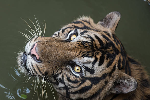 Male Sumatran Tiger Play on the Water stock photo