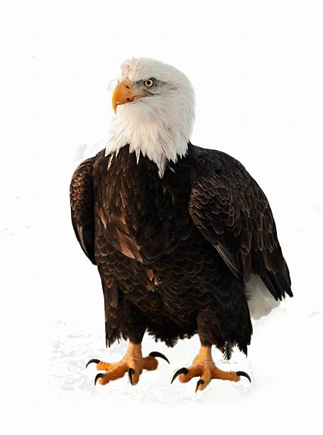istock Close up Portrait of a Bald Eagle 510641902