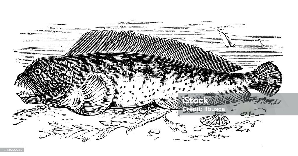 Antique illustration of Atlantic wolffish (Anarhichas lupus) 19th Century Style stock illustration