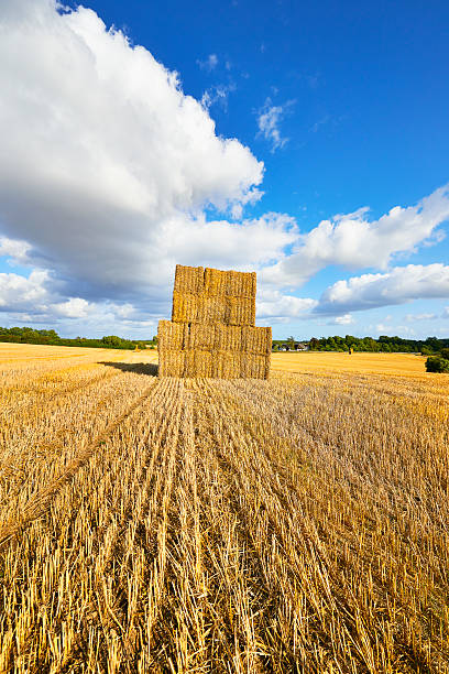 istock Square bales in a field 510656701