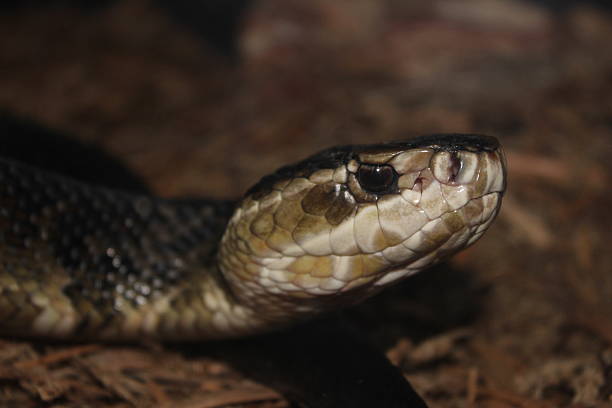 istock Cottonmouth Snake 510656753
