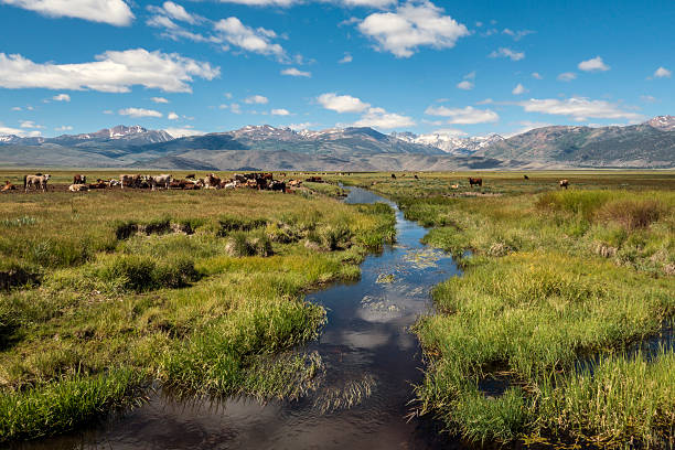 istock Eastern Sierra Ranch 510657037