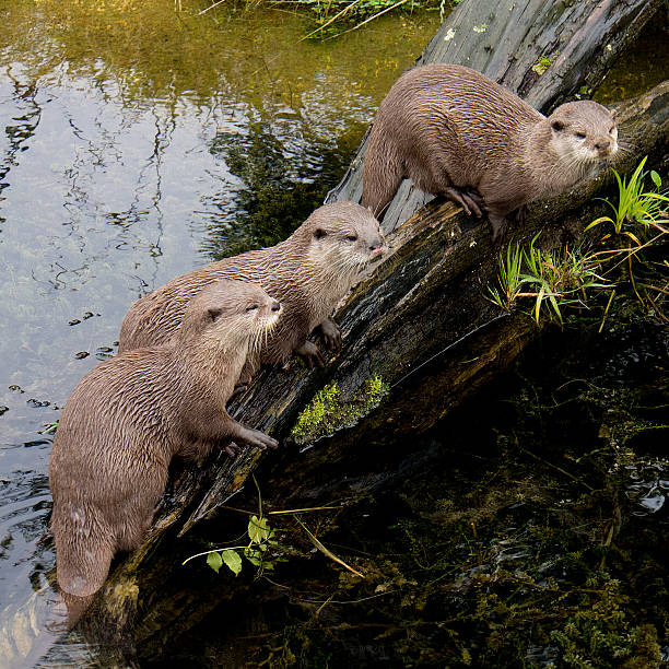 istock Asiatic otters on a log 510657273