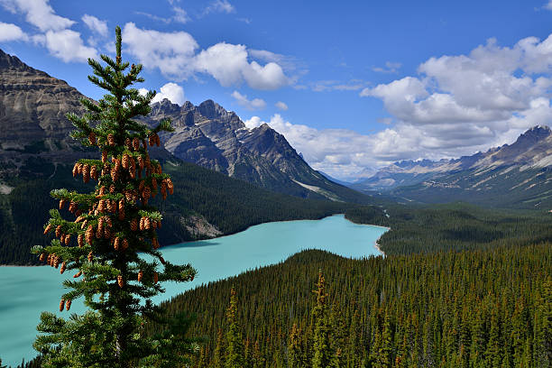 istock Peyto Lake 510657609