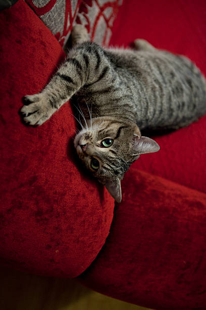 istock The cat on the sofa 510659069