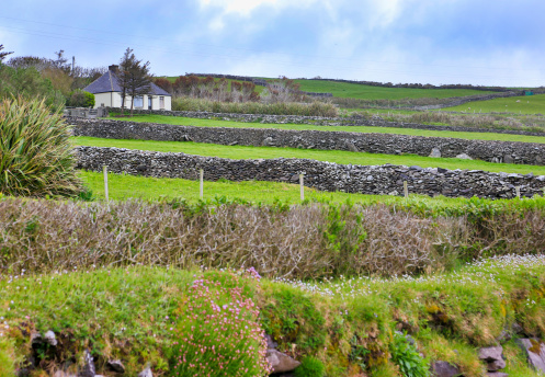 Stone walls on green pastures of Ireland, a house in a distance