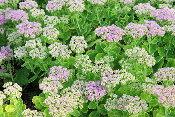 sedum spectabile fleurs rose, fleurs hylotelephium spectabile image stonecrop, glace-plante - succulent plant sedum temperate flower perennial photos et images de collection