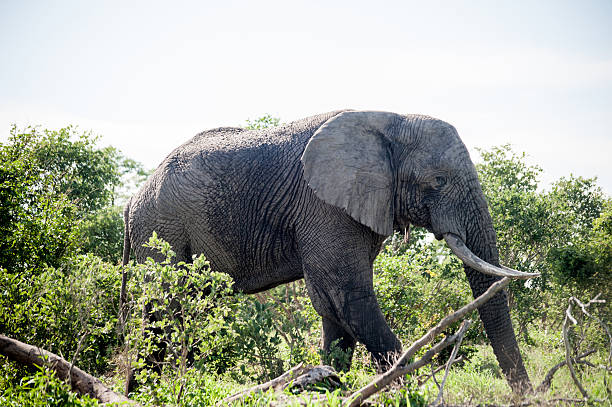 Elephant in Botswana Game Reserves Elephant walking through Thorn Bushes in a Game Reserve. Savuti, Chobe National Park, Botswana, Africa. thorn bush stock pictures, royalty-free photos & images