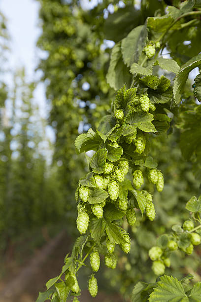 istock ripe green summer hops 510661471