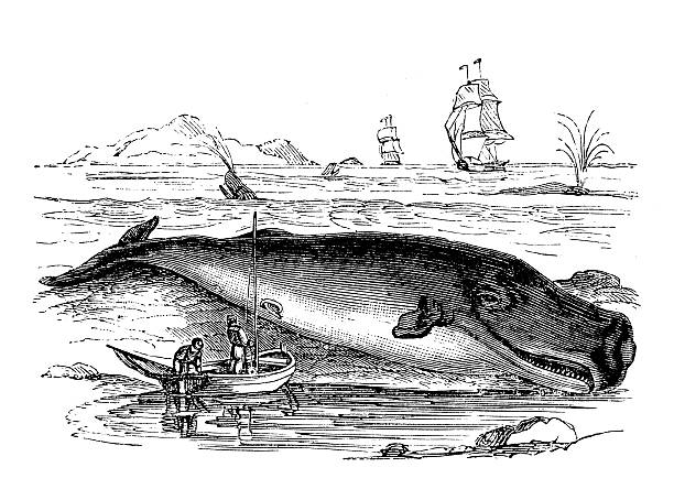 Antique illustration of sperm whale (Physeter macrocephalus) or cachalot