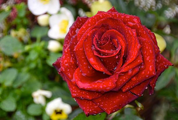 istock Beautiful rose with dew 510661567
