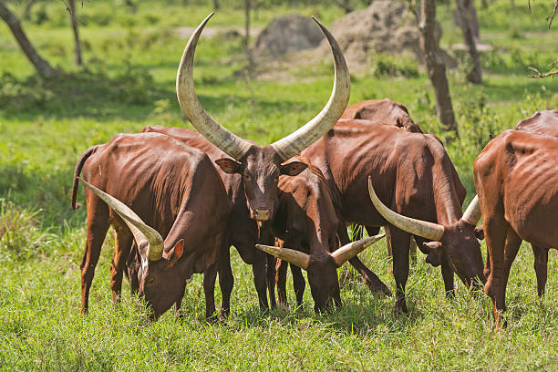 istock Ankole Watusi Cattle in the Plains 510661879