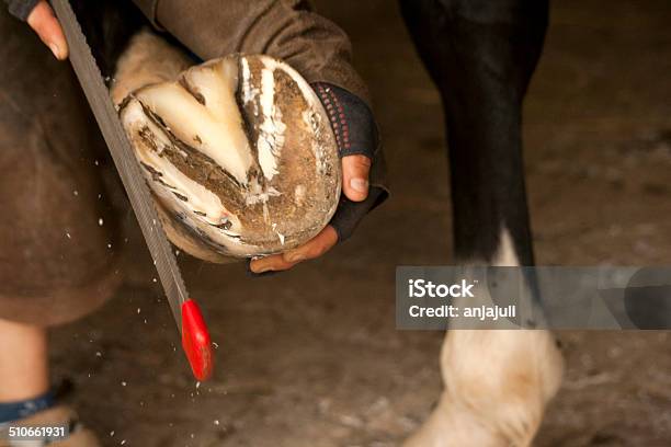 Farrier At The Hoof Care On The Horse Stock Photo - Download Image Now -  Animal Body Part, Antler, Art And Craft - iStock