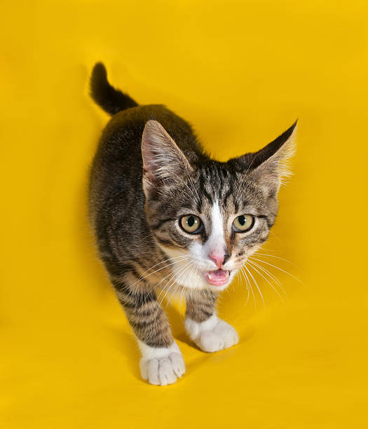 istock Striped with white kitten standing and meows on yellow 510662161