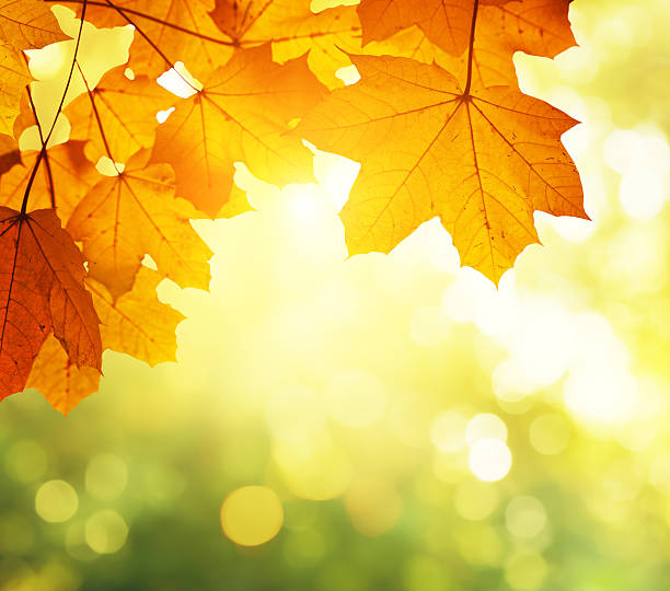 istock leaves in autumn forest 510662203