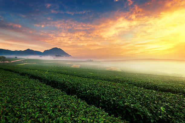 Green tea plantation at sunrise