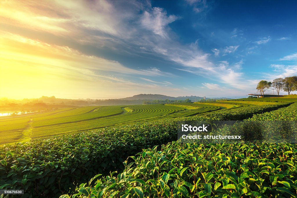 Thé vert champ matin - Photo de Culture du thé libre de droits