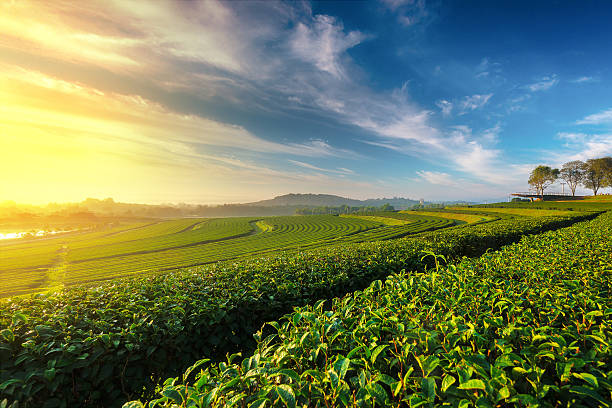 thé vert champ matin - tea crop photos et images de collection