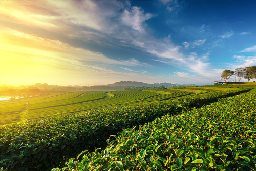 Green tea field in morning