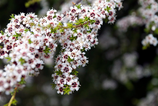 The Kanuka flower in bloom on a Tea Tree in differential focus. 
