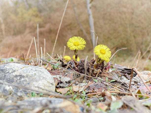 istock Firsts flowers dandelion  sprout in spring forest. 510674740