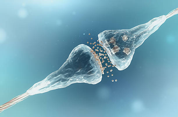 synapse, 뉴런 세포 전기 화학분야 신호 전송 - neuroscience nerve cell nerve fiber dendrite 뉴스 사진 이미지