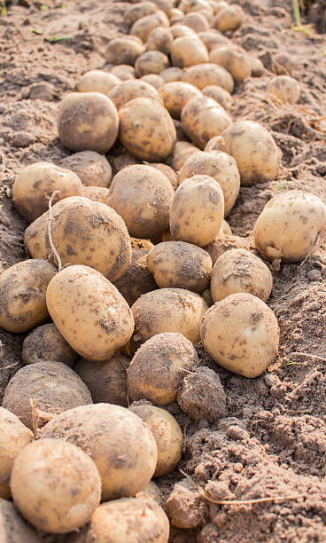istock Potato in field 510674986