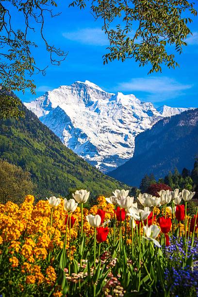 Mountain Alps with colorful flowers stock photo