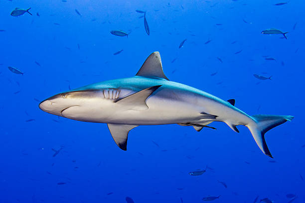 istock Grey shark ready to attack underwater 510677028