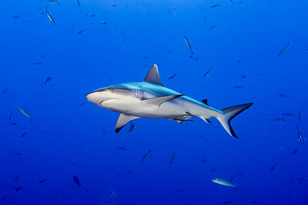 istock Grey shark ready to attack underwater 510677044