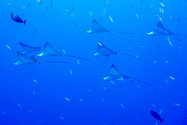 istock eagle ray manta while diving in Maldives 510677086
