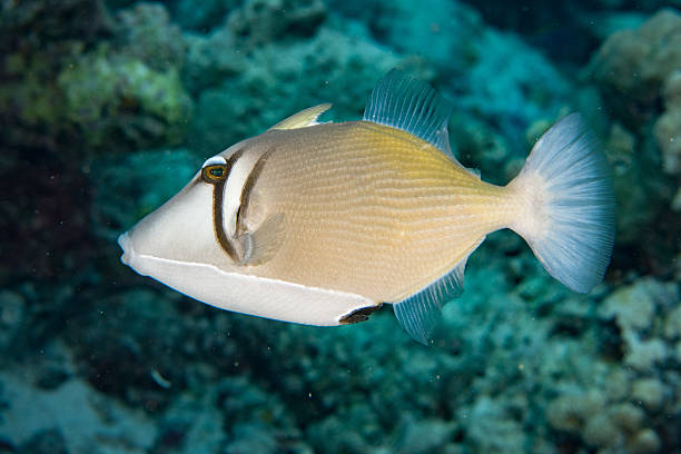 istock conspicillum clown trigger fish in maldives 510677094