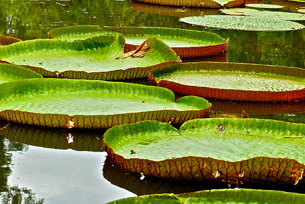 istock Mauritius- Grapefruit garden, water lily 510677518