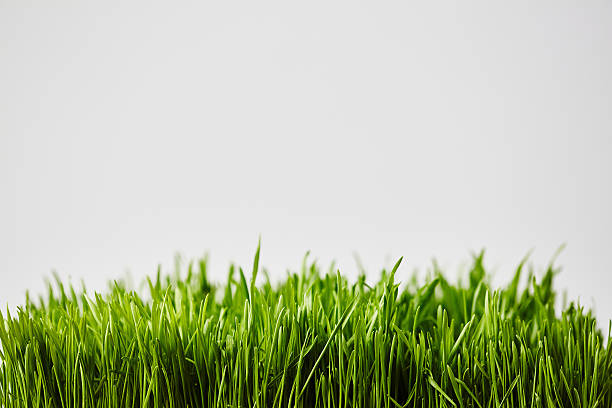 신선한 잔디 - chlorophyll tranquil scene summer blade of grass 뉴스 사진 이미지